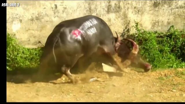 Profil KPTS-Komunitas Pencinta Tedong Silaga... смотреть онлайн