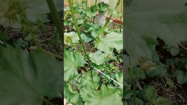 Фиксаторы для лозы винограда и других растений. смотреть онлайн