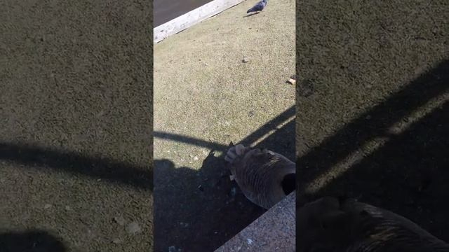 Говорящий гусь смотреть онлайн