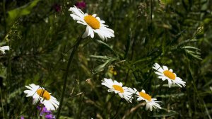 Ромашки в косах.