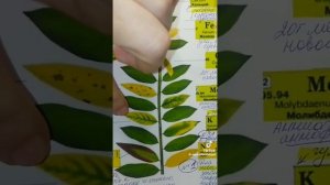 чего не хватает растению определить по листу
