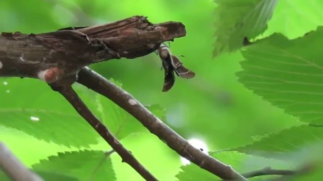 White letter hairstreak смотреть онлайн