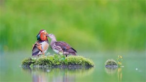 TABIAT OVOZI, QUSHLAR SAYRASHI.