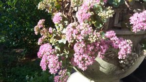 Lime Zinger Sedum for hot and humid Zone 8