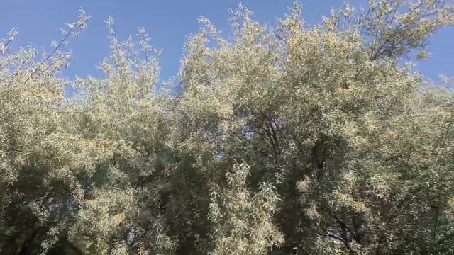 жида дарахти гуллади жидани асал бошкача боладиди смотреть онлайн