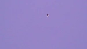 Серпасто-выворотные голуби.Донецк. Леонов С.А. от 22.06.2017г.тел.05058585816,0713622489