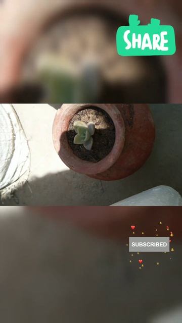 succulent plant jade plant #gardening #plantcare #grow #blooming #trendingshorts #viral #shorts