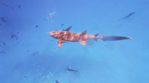 Экскурсия "Если я спрыгну в воду еще раз, я больше не смогу залезть на катер"!