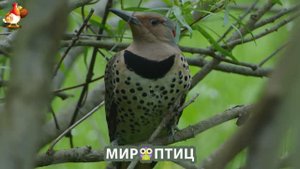 Мир птиц – красота и грация пернатых созданий Природы 🦩🦚🦜 Выпуск (31) 🦉🐦🐤