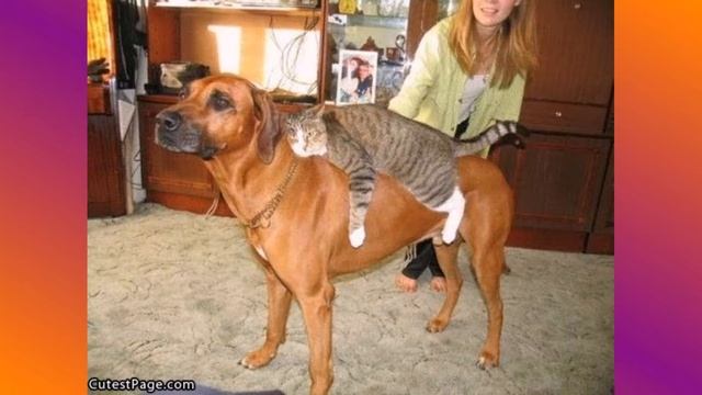 017 как кошка с собакой смотреть онлайн