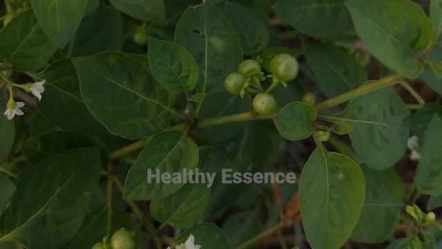 Health Benefits of Black Night Shade | Sunberry | Wonder Cherry | Healthy Essence