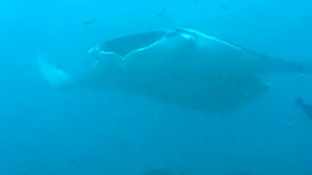 Manta rays @ Malapascua смотреть онлайн