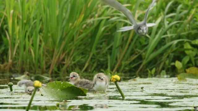Black tern chicks gets excited when mother bird come back with food || Feeding time#birds #nature смотреть онлайн