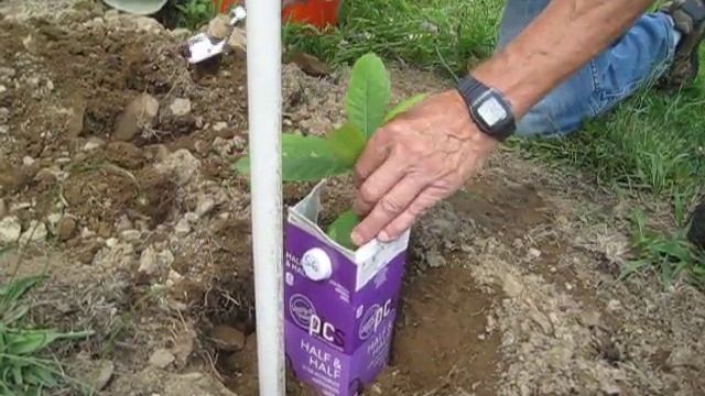 Transplanting an American chestnut seedling смотреть онлайн