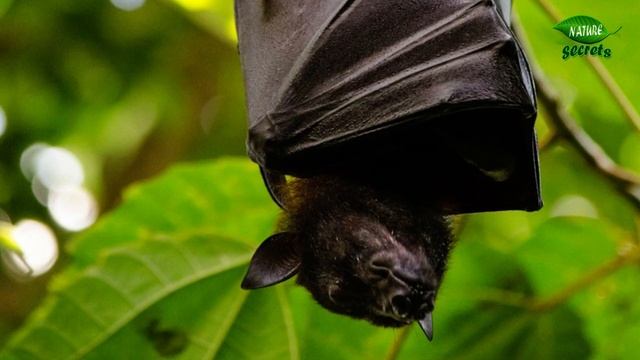 nipah virus in india | nipha virus in kerala 2023 | nipah virus in kozhikode | news | cases | updat