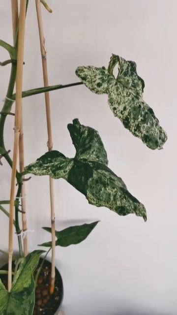 syngonium Mojito? 🤔1meter + tall ❤️🌿เงินไหลมาโมจิโต้ยาวมาก 1เมตร+