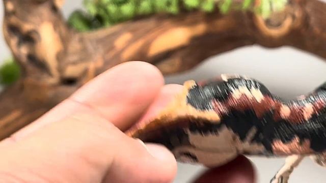 Beasts of the Mesozoic Teratophoneus curriei Review!! 1:18 Scale Tyrannosaur Series Wave 2 смотреть онлайн