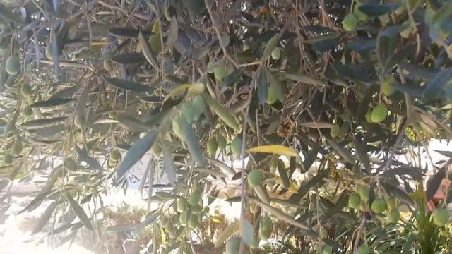 Олива окрашивается. 2023 г. смотреть онлайн