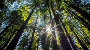 Футажи лес для Premiere Pro 2024