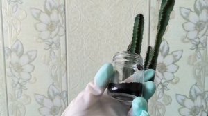 Обрезаю длинный кактус