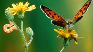 Природа, красота, пение птиц