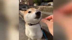 Самый смех, юмор, ржачь 2025. Часть 11.