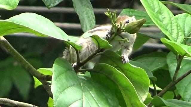 After heavy rains Thirsty squirrel sip water from leaves смотреть онлайн
