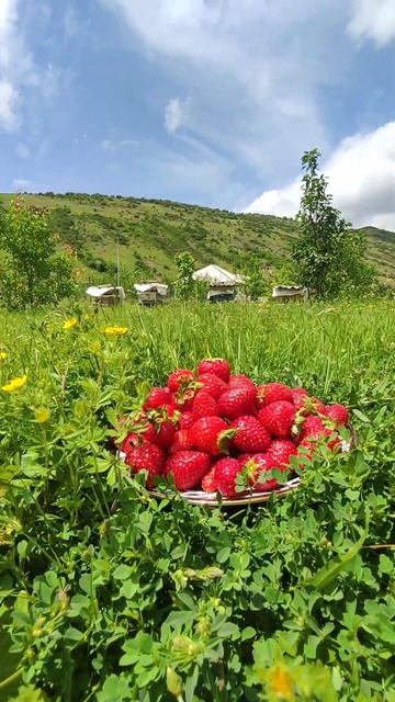 ДАГЕСТАН.КЛУБНИКА В ОГОРОДЕ😍 #ахты #travel #туризм #жизнь #путешествия #путешествия #пейзаж #россия