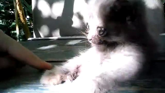 Мой котёнок)) смотреть онлайн