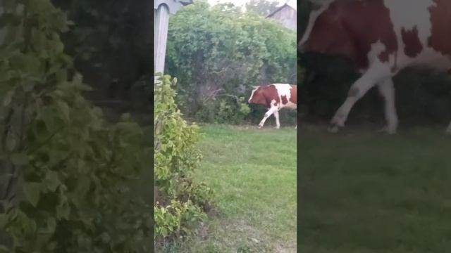 Они возвращаются домой. Коровы. смотреть онлайн