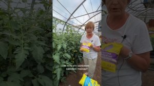 Полив и питание томатов во время созревания плодов.