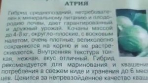 Капуста Атрия - гибрид белокочанного сорта