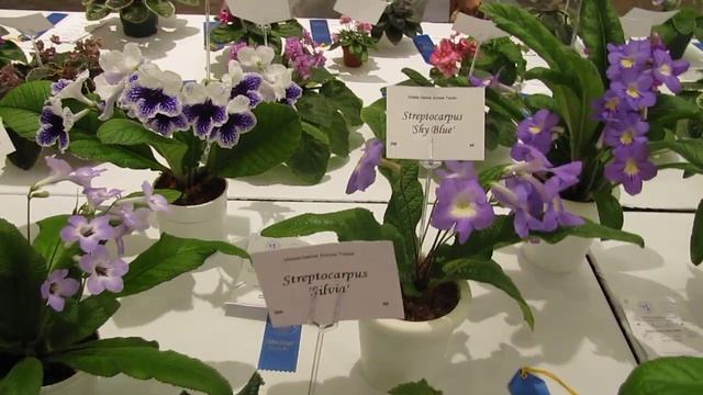 Streptocarpus plants at the 2013 AVSA Convention.. смотреть онлайн