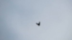 Безкружные голуби, Одиночки