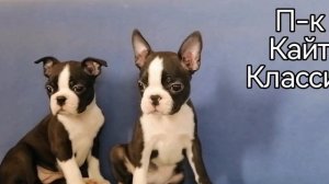 petal_20250414_132445.mp4