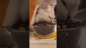 Кушать подано