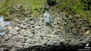 Сапфировый попугай с мальком)