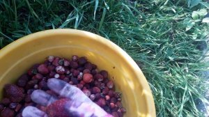 🍓🍓🍓ЗЕМКЛУНИКА ((( ДИАНА)))🍓🍓🍓