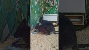 Кенгурёнок выглядывает из маминой сумки