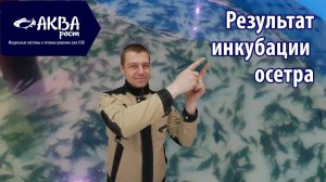 Результат инкубации осетра и стерлядки в УЗВ