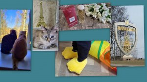 ВЛОГ:  ПОКУПКИ, ПОЕЗДКА, ПУШИСТИКИ, УБОРКА  И НАШ БЫТ!