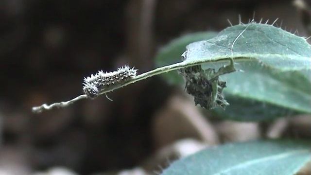 White Admiral caterpillar 6 and 7 August 2015 смотреть онлайн