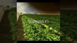 Перец Ведрана F1 Балгари  Ведрана F1  Фирма Энза Заден