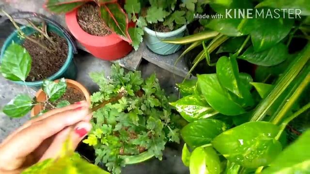 Mere garden mein lage hue free ke paudhe Jo Maine seeds aur cutting se grow kare hai смотреть онлайн