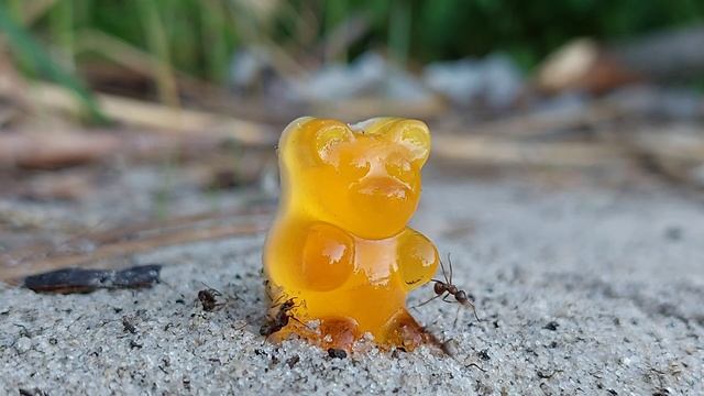 МУРАВЬИ против ЖЕЛЕЙНЫЙ МЕДВЕДЬ    ANTS Vs JELLY BEAR