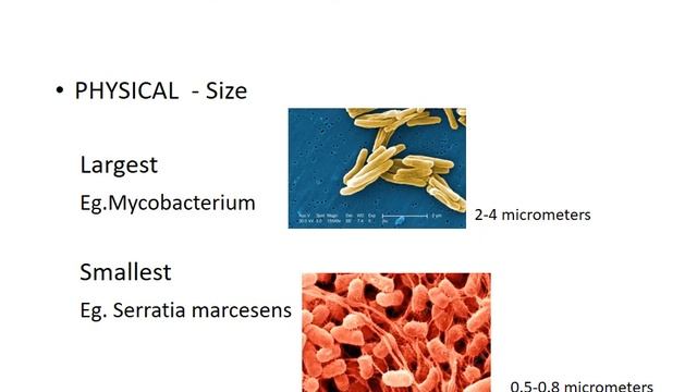 Introduction to Microbiology смотреть онлайн