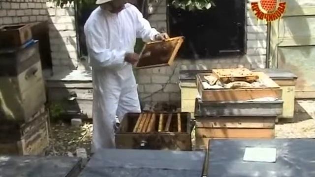 Кривчиков #5  Подсадка матки в отрутневшую семью