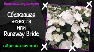 Сбежавшая невеста (Runaway Bride) обрезка весной 🌿🌺💖