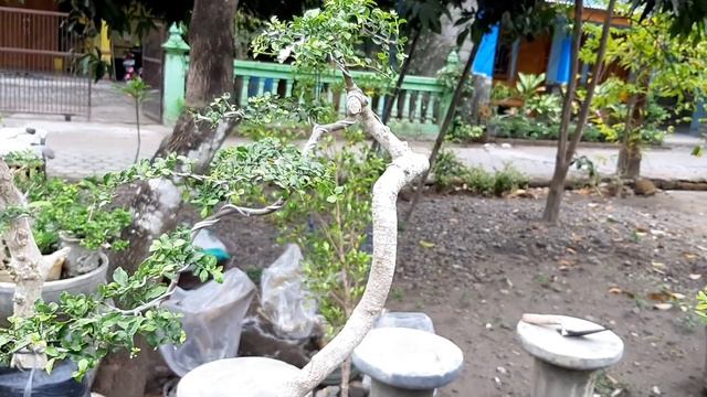 Bahan Bonsai Bunjin - Bunjin Style смотреть онлайн