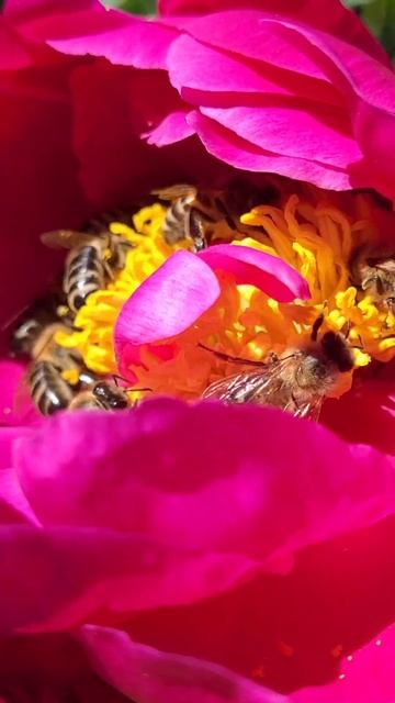 Бьют рекорды по опылению пионов 🙂 смотреть онлайн